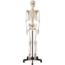 kenis  HS 人體骨骼模型