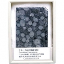 kenis  87537616 化石標本